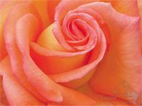 rose1.jpg